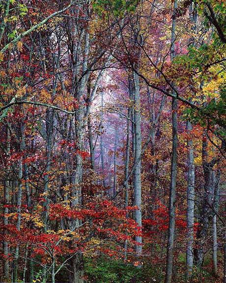 Christopher Burkett Glowing Autumn Forest Christopher Burkett