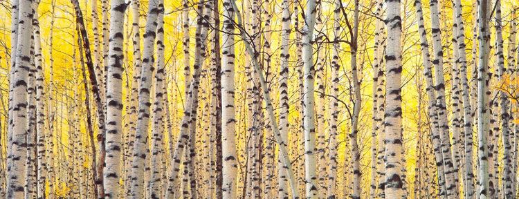 Christopher Burkett Christopher Burkett Aspens