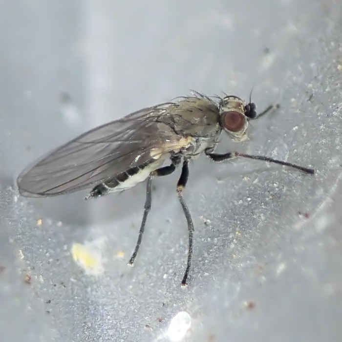 Chromatomyia horticola Dipterainfo Discussion Forum Unknown January Brachycera 25 mm