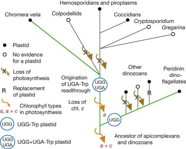 Chromera velia Figure 3 A photosynthetic alveolate closely related to