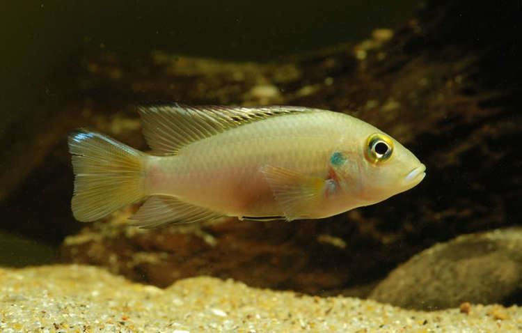 Chromidotilapia Chromidotilapia guntheri Seriously Fish