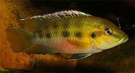 Chromidotilapia guntheri Chromidotilapia guntheri Gunther39s cichlid Tropical Fish
