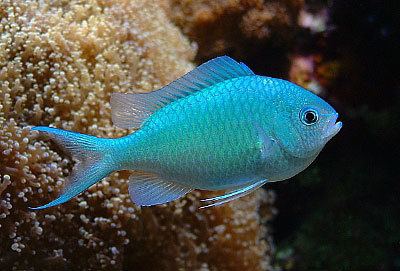 Chromis Friendly Damsels It Can39t be Possible The Genus Chromis by