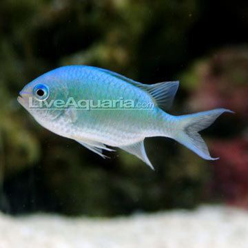 Chromis Saltwater Aquarium Fish for Marine Aquariums BlueGreen Reef Chromis