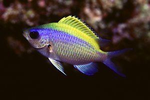Chromis Friendly Damsels It Can39t be Possible The Genus Chromis by