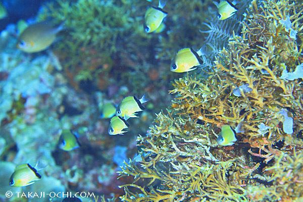 Chromis retrofasciata Reef Nuggets 1 Damsels in disguise Basics chromis Damselfish