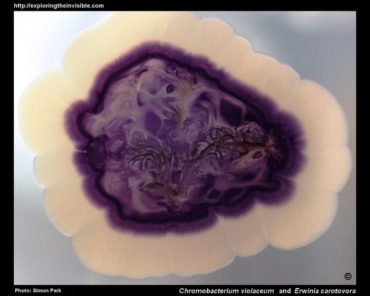 Chromobacterium wwwbacteriainphotoscomphoto20gallerychromobac