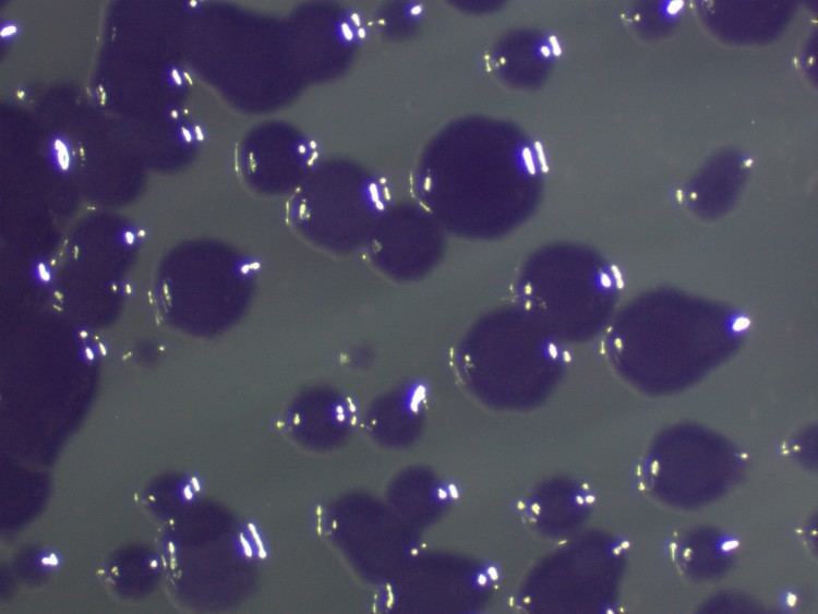 A purple pigment of Chromobacterium violaceum.