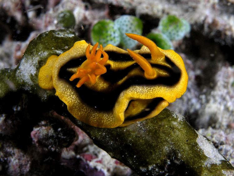 Chromodoris Chromodoris Wikipedia