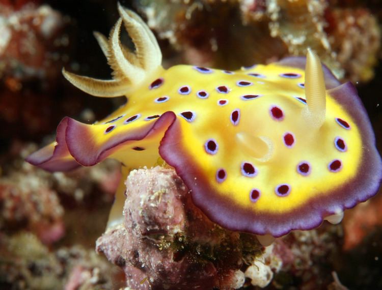 Chromodoris Photographs of Chromodorid nudibranchs Chromodorididae