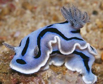 Chromodoris The Sea Slug Forum Chromodoris willani