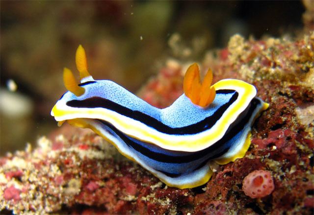 Chromodoris annae Anders Poulsen39s Dive Page Underwater Pictures Chromodorididae