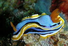 Chromodoris httpsuploadwikimediaorgwikipediacommonsthu