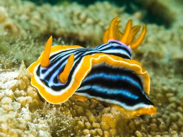 Chromodoris chromodorismagnifica01jpg