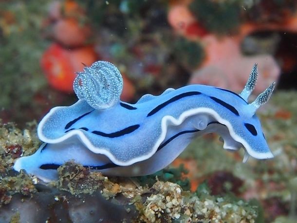 Chromodoris lochi Amazing blue sea slug Chromodoris lochi Photorator