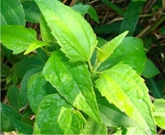 Chromolaena odorata Mount Moreland Conservancy Triffid weed or Paraffin bush