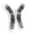 Chromosome 12 (human)