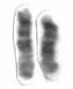 Chromosome 15 (human)