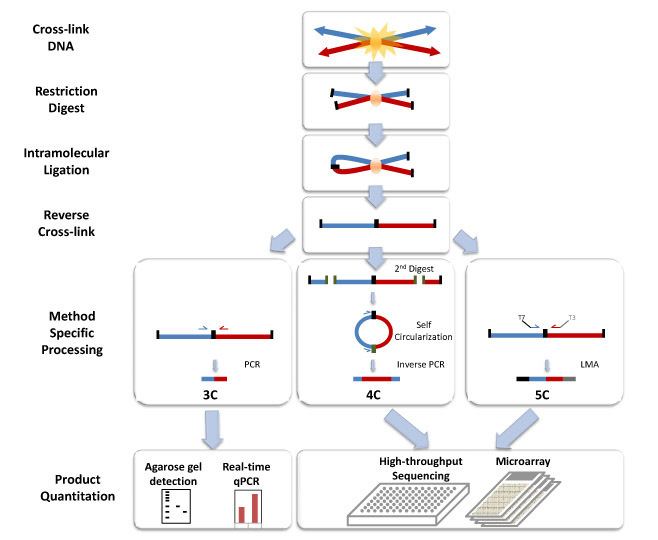 Chromosome conformation capture