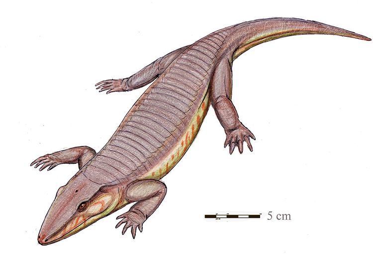 Chroniosaurus