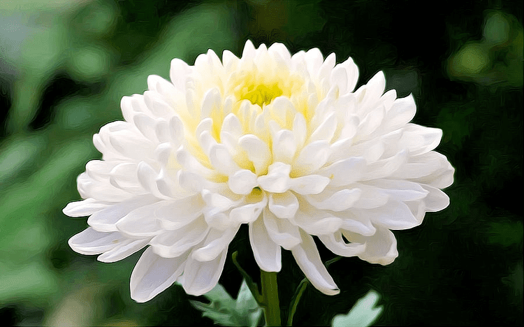 Chrysanthemum Dervis White Chrysanthemum Chrysanthemumsorg