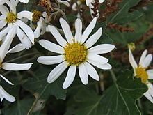 Chrysanthemum japonense httpsuploadwikimediaorgwikipediacommonsthu
