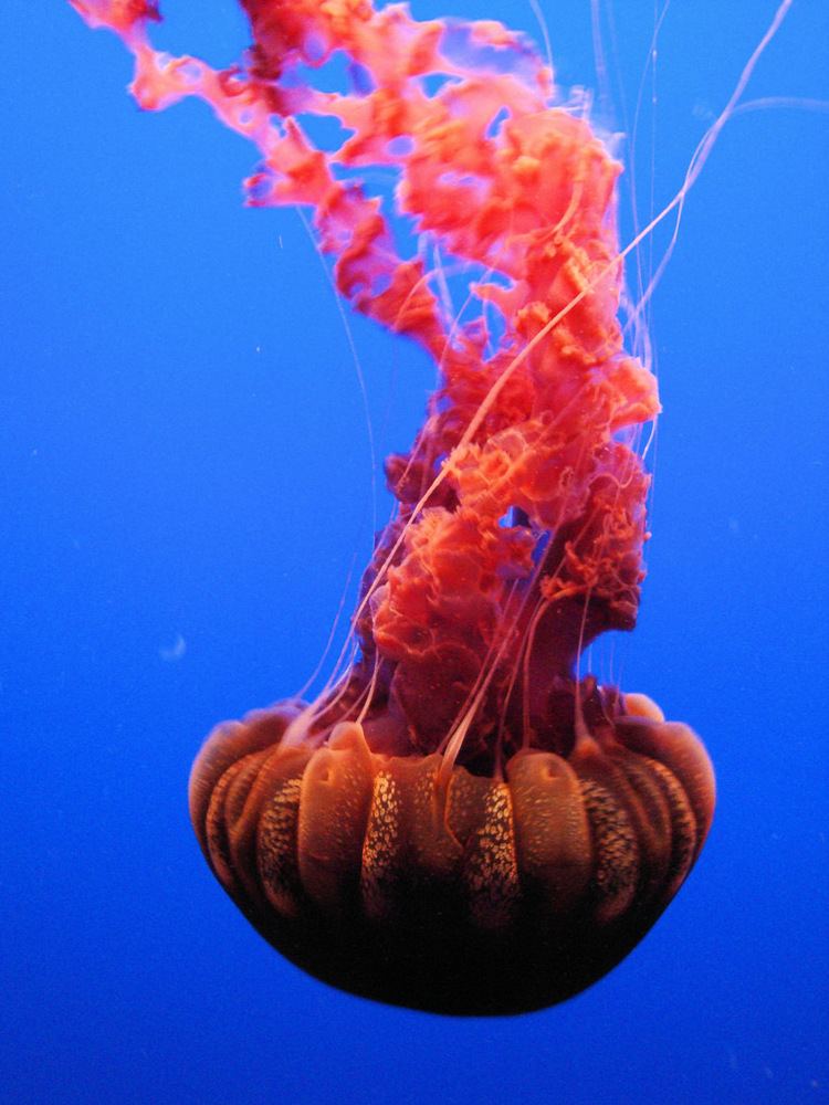 Chrysaora achlyos DSC26401 Black Sea Nettle quotChrysaora Achlyosquot Monterey Flickr
