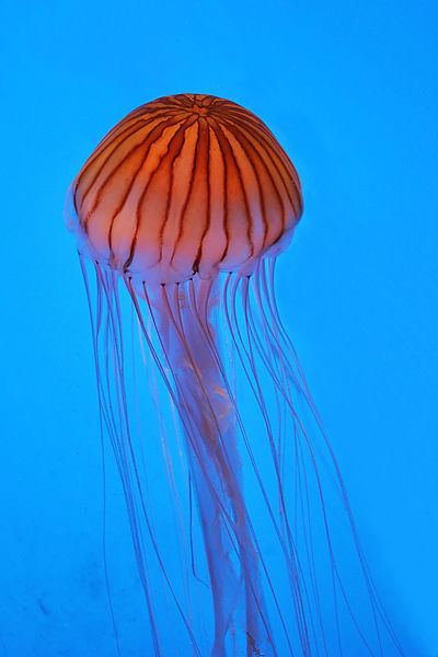 Chrysaora Japanese vs Northern sea nettle Chrysaora pacifica vs melanaster