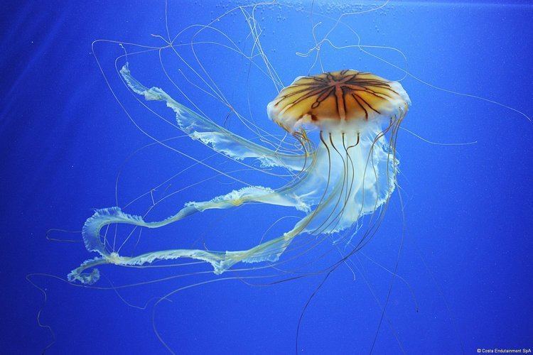 Chrysaora melanaster Chrysaora Melanaster jellyfish