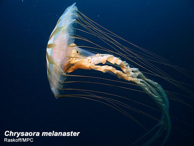 Chrysaora melanaster Chrysaora melanaster Arctic Ocean biodiversity