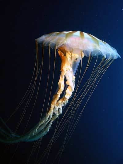 Chrysaora melanaster Jellyfish Chrysaora melanaster common to Bering Sea