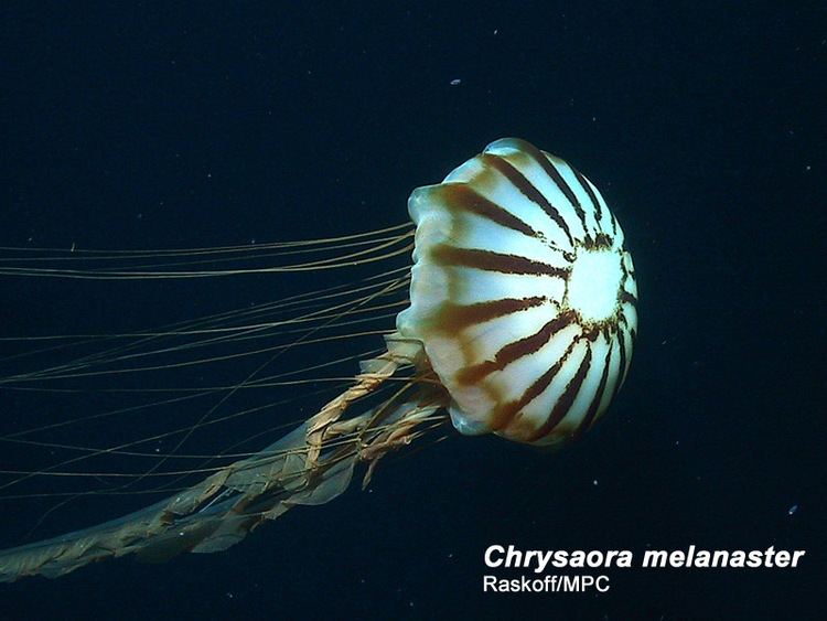 Chrysaora melanaster wwwarcodivorgwatercolumncnidarianimagesChrys