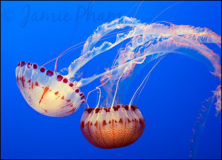 Chrysaora quinquecirrha Large jellyfish Atlantic Sea Nettle Chrysaora quinquecir Flickr