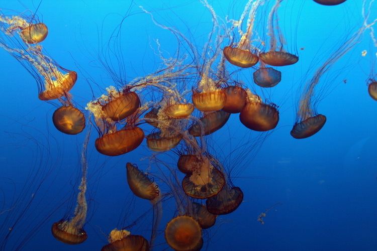 Chrysaora quinquecirrha Sea Nettle Jellyfish Chrysaora quinquecirrha Wiki