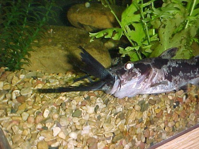 Chrysichthys Chrysichthys Ornatus MonsterFishKeeperscom