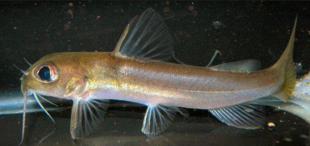 Chrysichthys Fish Identification