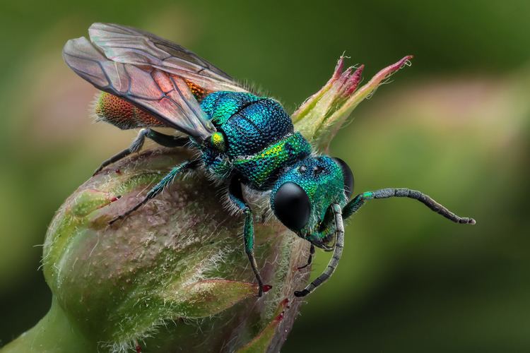 Chrysidoidea Chrysis ignita Goudwesp These beautifully colored tiny w Flickr