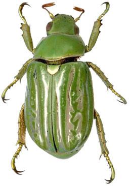 Chrysina gloriosa - Alchetron, The Free Social Encyclopedia