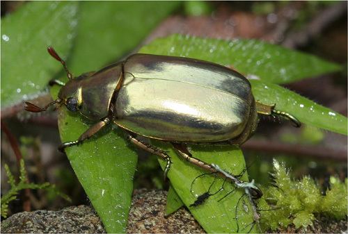 Chrysina resplendens Generic Guide to New World Scarab BeetlesScarabaeidaeRutelinae