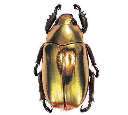 Chrysina resplendens Insect Designs Beetles Rutelidae Chrysina resplendens