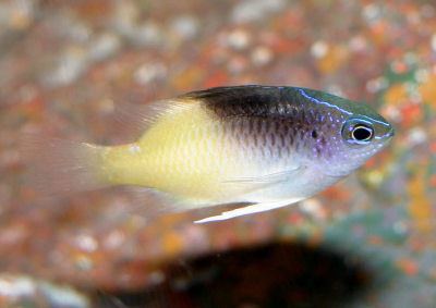 Chrysiptera rollandi Rolland39s Damselfish Chrysiptera rollandi Black Cap Damselfish