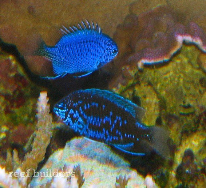 Chrysiptera springeri Will the real Springeri damselfish please swim up Breaking