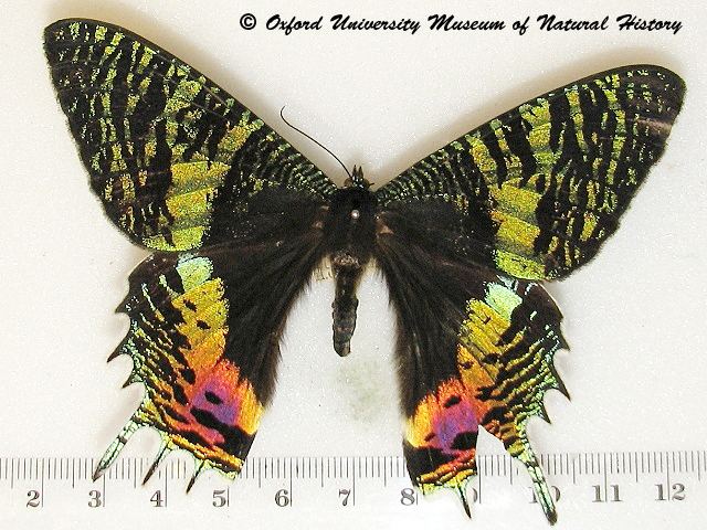 Chrysiridia Chrysiridia croesus African Moths