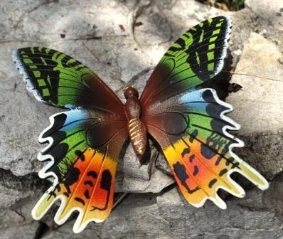 Chrysiridia Coconut Shell Butterfly type A quotChrysiridia Madagascariensisquot by