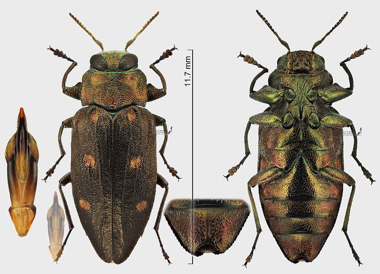 Chrysobothris Insects around Romania and not only Chrysobothris Chrysobothris