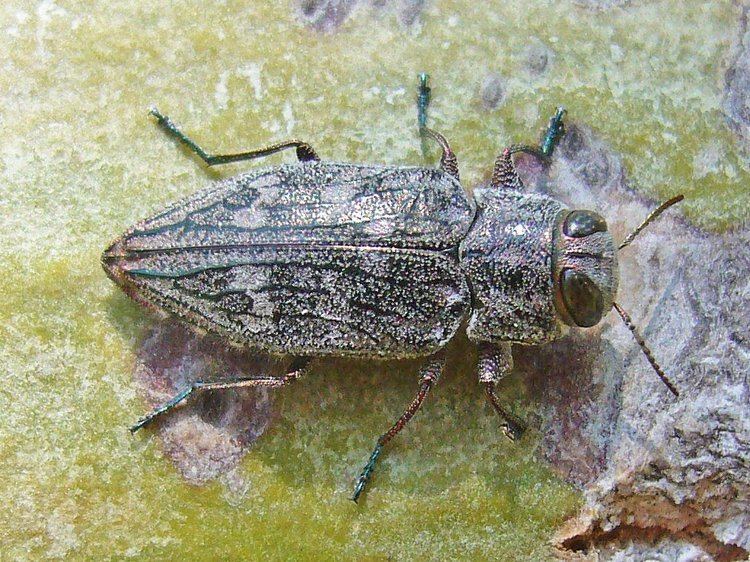 Chrysobothris The Chrysobothris femorata problem Beetles In The Bush