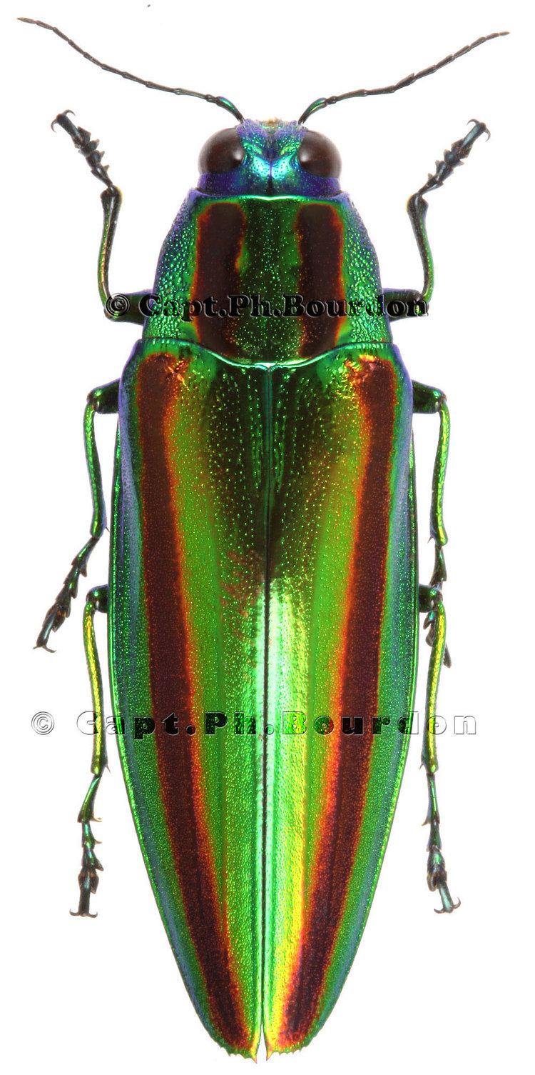 Chrysochroa Chrysochroa fulgidissima ColeopteraAtlascom