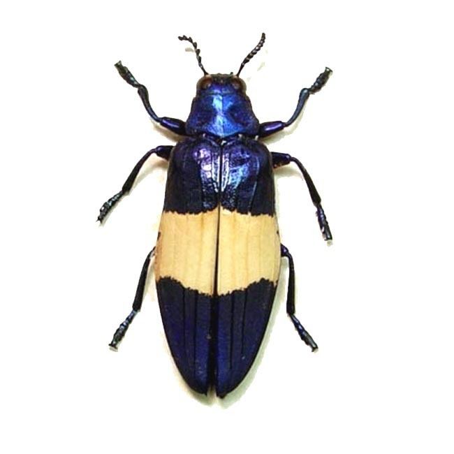 Chrysochroa Real Framed Chrysochroa castelnaudi Metallic Blue Jewel Beetle