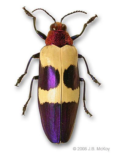 Chrysochroa Chrysochroa buqueti beetle Incredible jewel beetle from Th Flickr