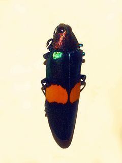 Chrysochroa edwardsii httpsuploadwikimediaorgwikipediacommonsthu